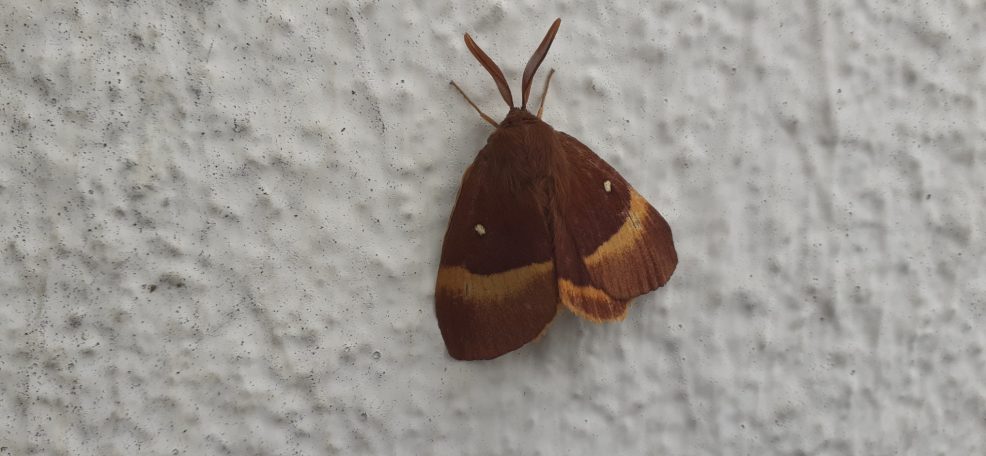 Papillon