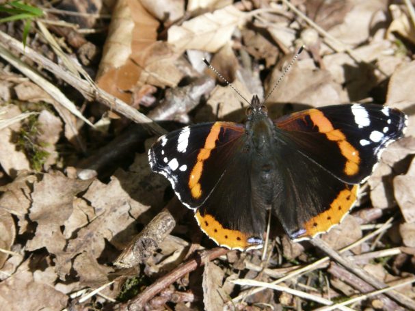 Papillon